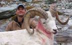 Beisher Alaska Dahl Sheep